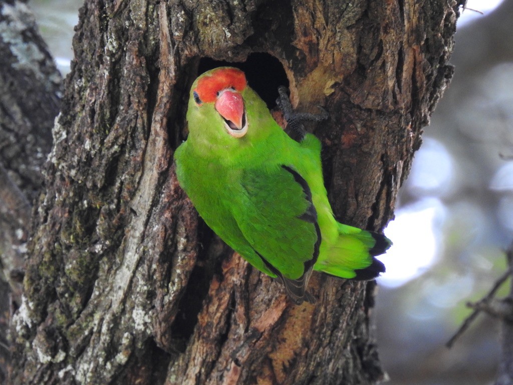 Black-winged Lovebird - ML642907818