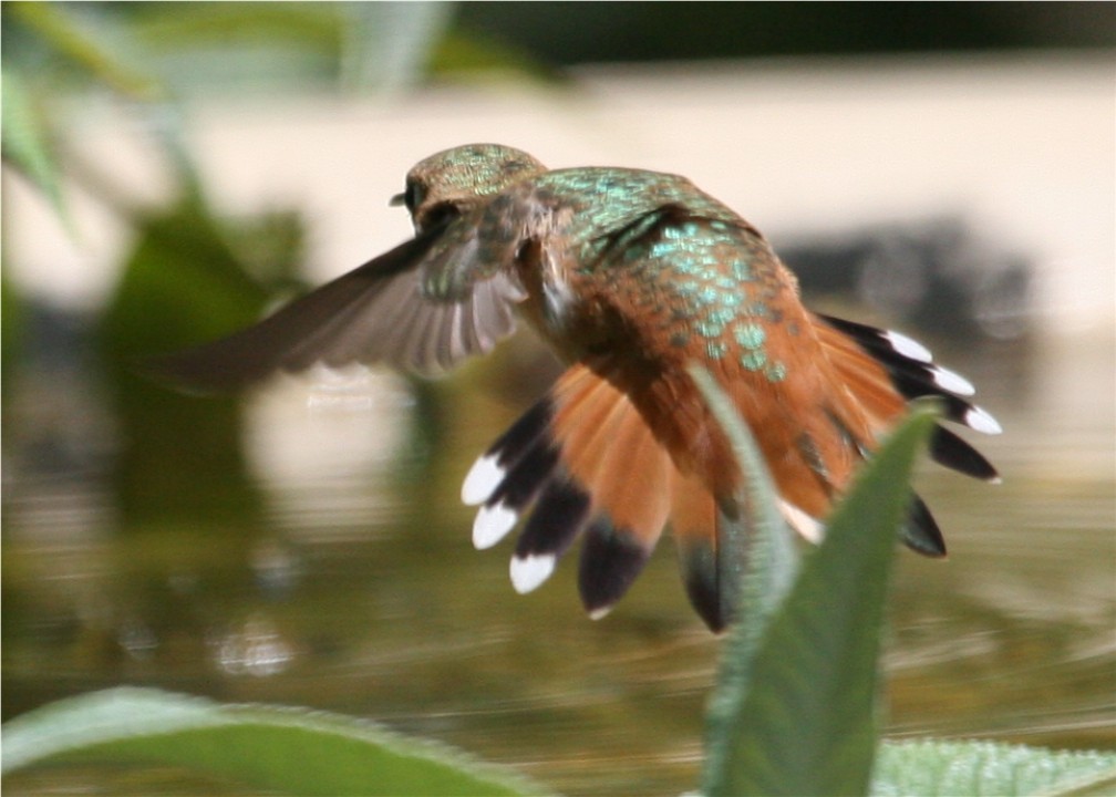 Rufous/Allen's Hummingbird - ML642907820