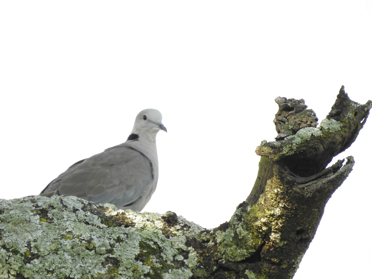 Ring-necked Dove - ML642907827