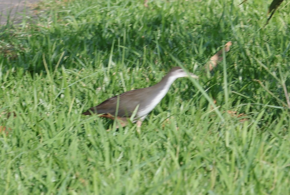 White-breasted Waterhen - ML642907836