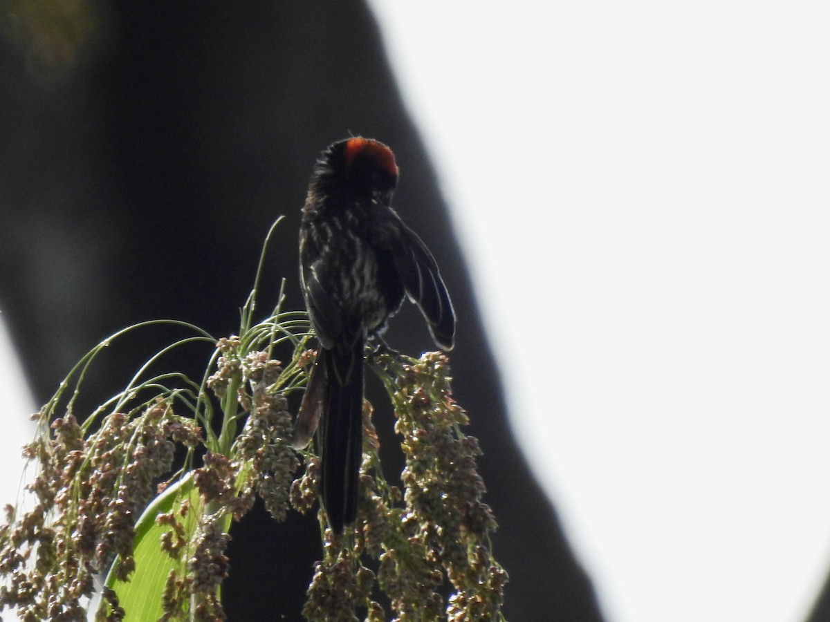 Red-cowled Widowbird - ML642907839