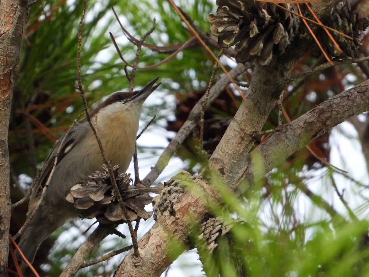 Brown-headed Nuthatch - ML642907846
