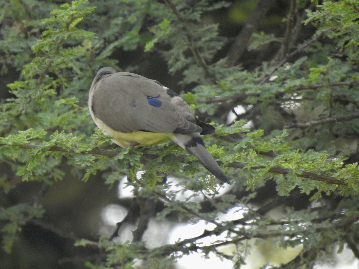 Blue-spotted Wood-Dove - ML642907852
