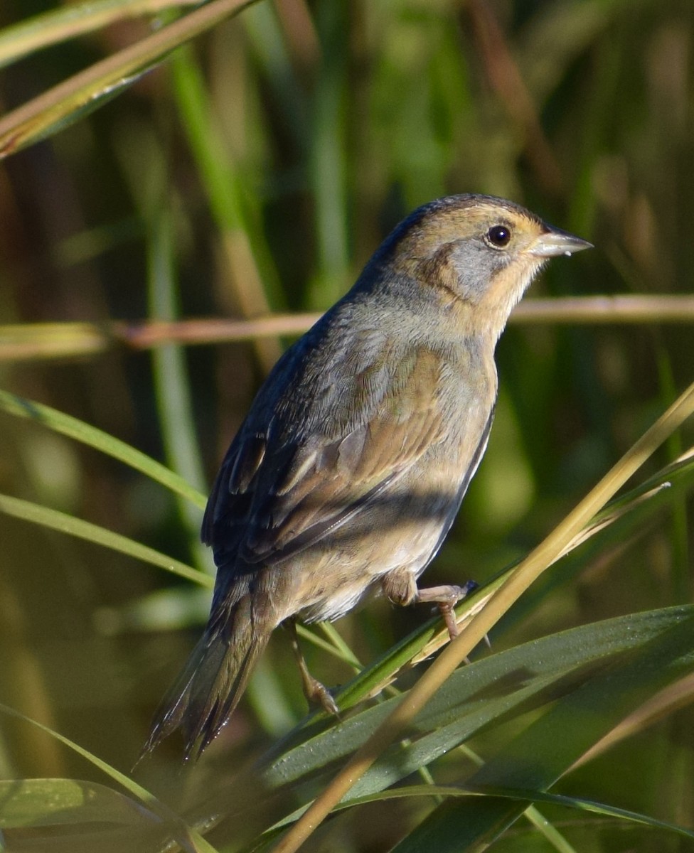 Nelson's Sparrow - ML642907853