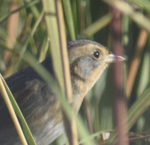 Nelson's Sparrow - ML642907854