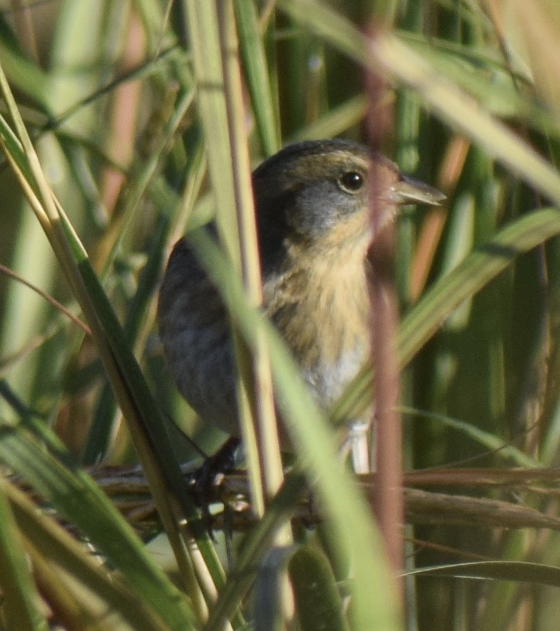 Nelson's Sparrow - ML642907855