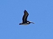 Brown Pelican - ML642907856