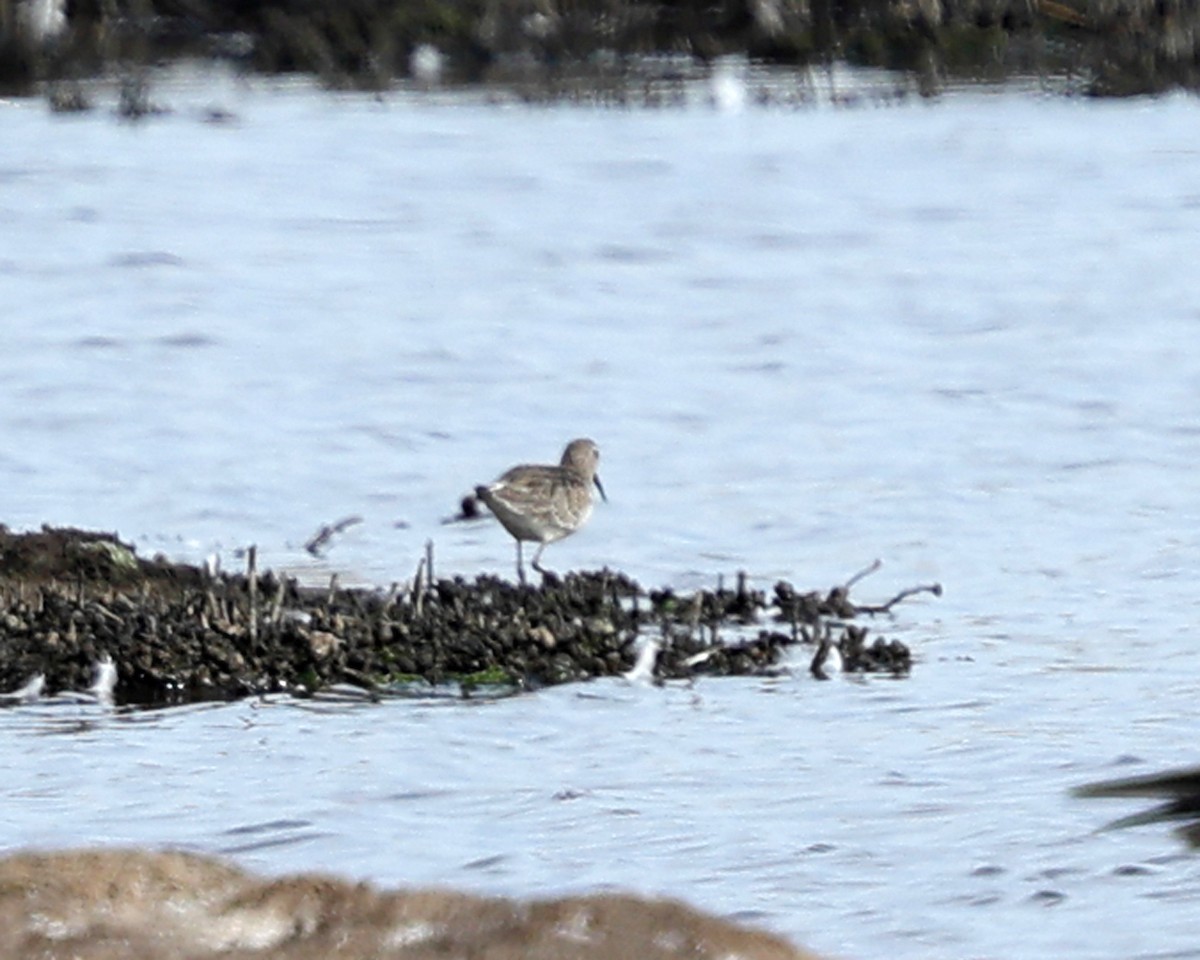 tundrasnipe - ML642907868