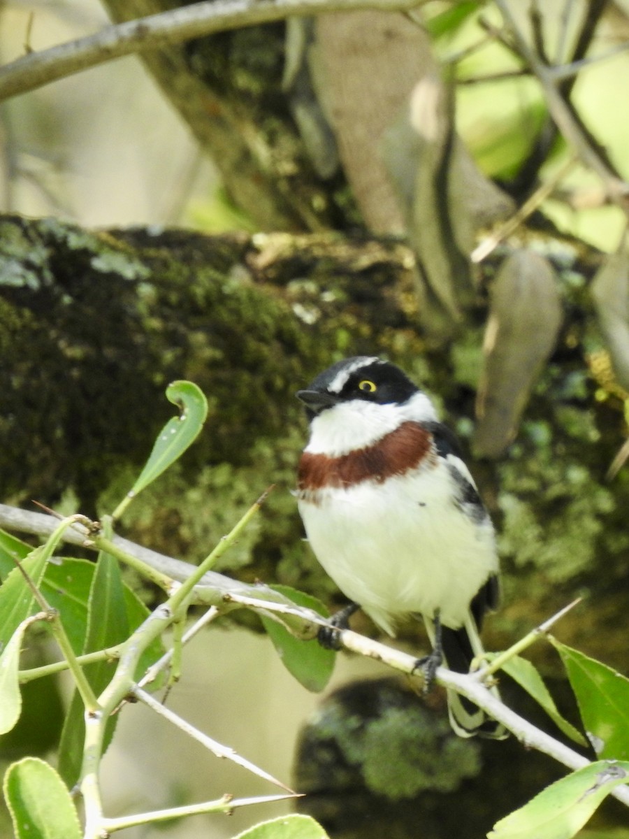 Western Black-headed Batis - ML642907869