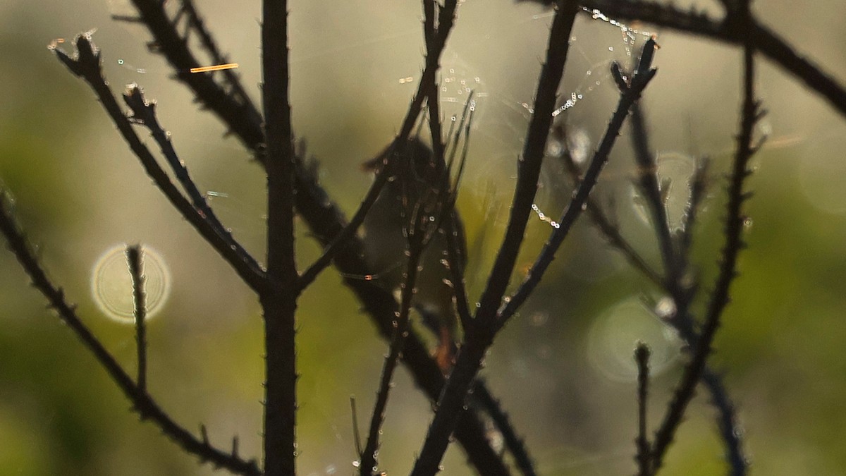 Lincoln's Sparrow - ML642907918