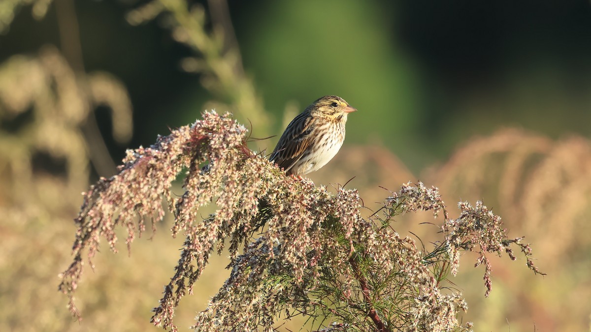 Savannah Sparrow - ML642907921