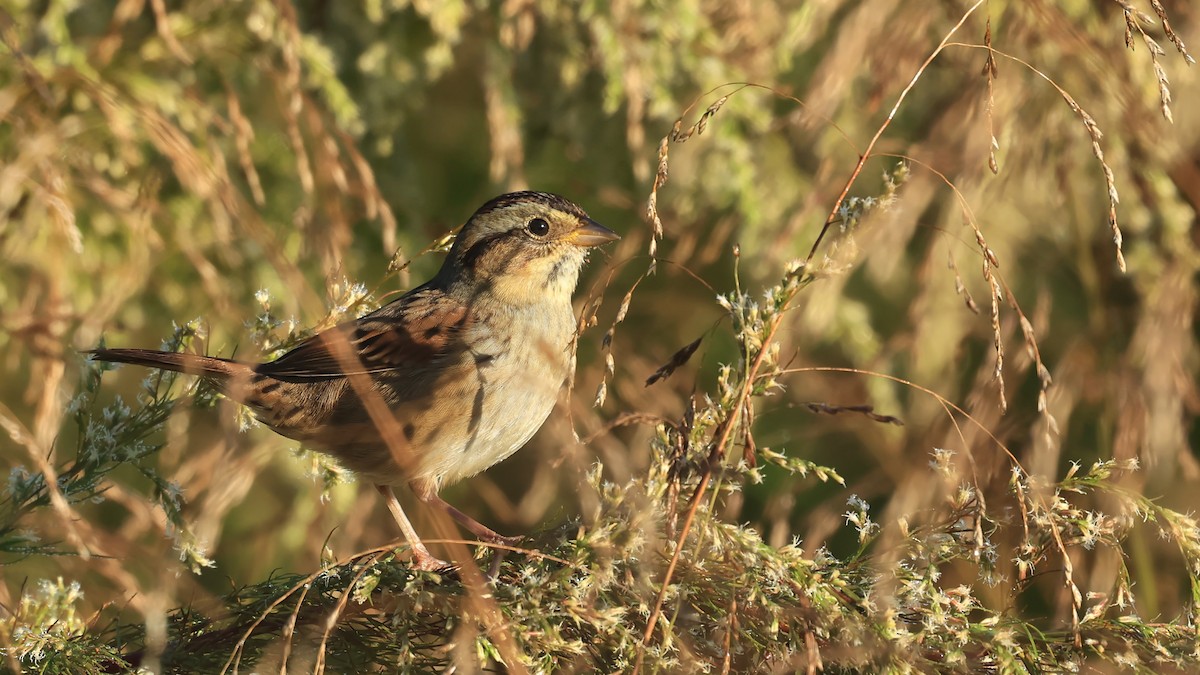 Swamp Sparrow - ML642907923