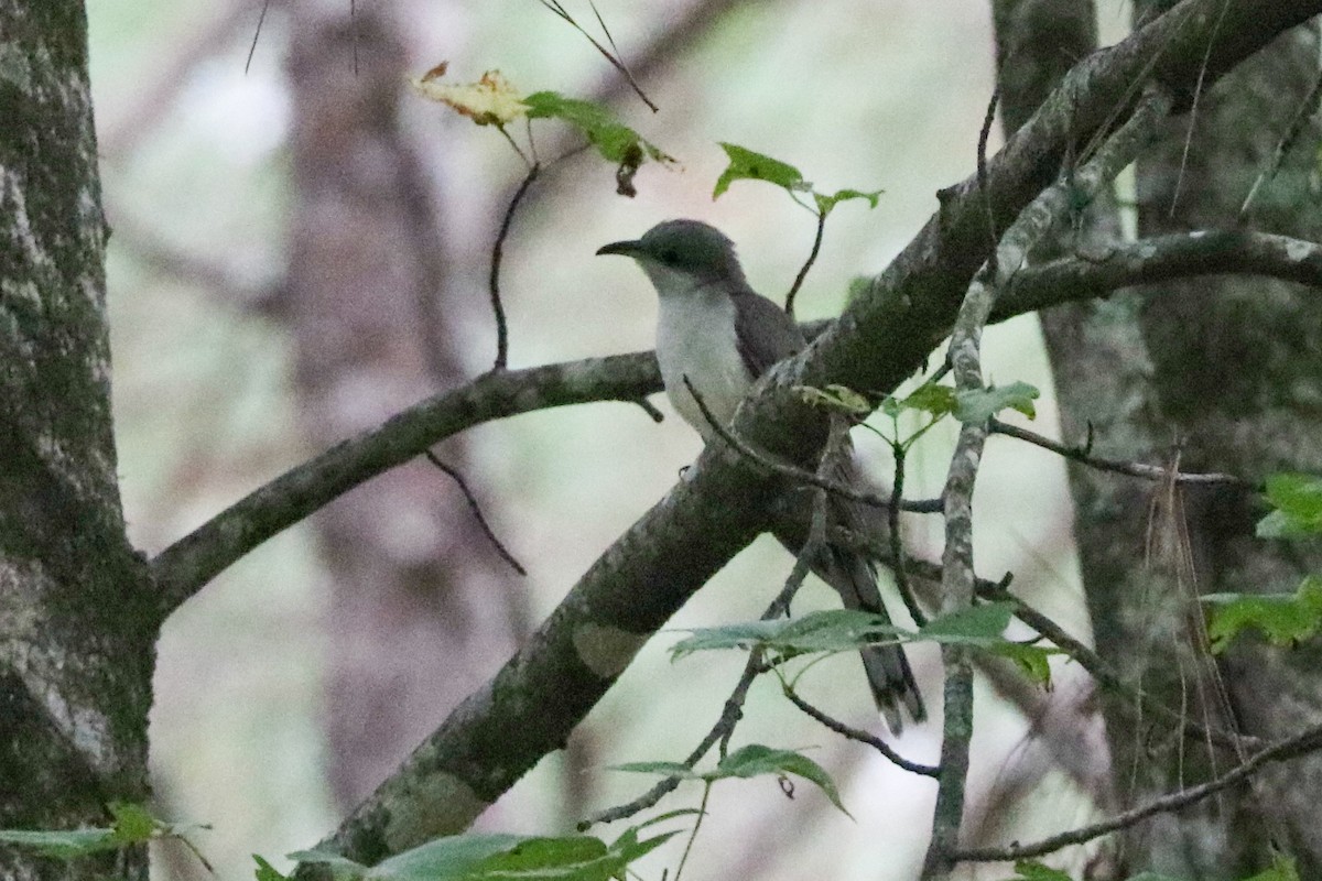 Yellow-billed Cuckoo - ML642907934