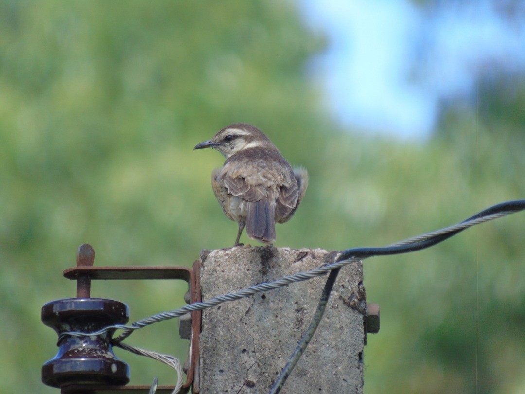 Chalk-browed Mockingbird - ML642907935