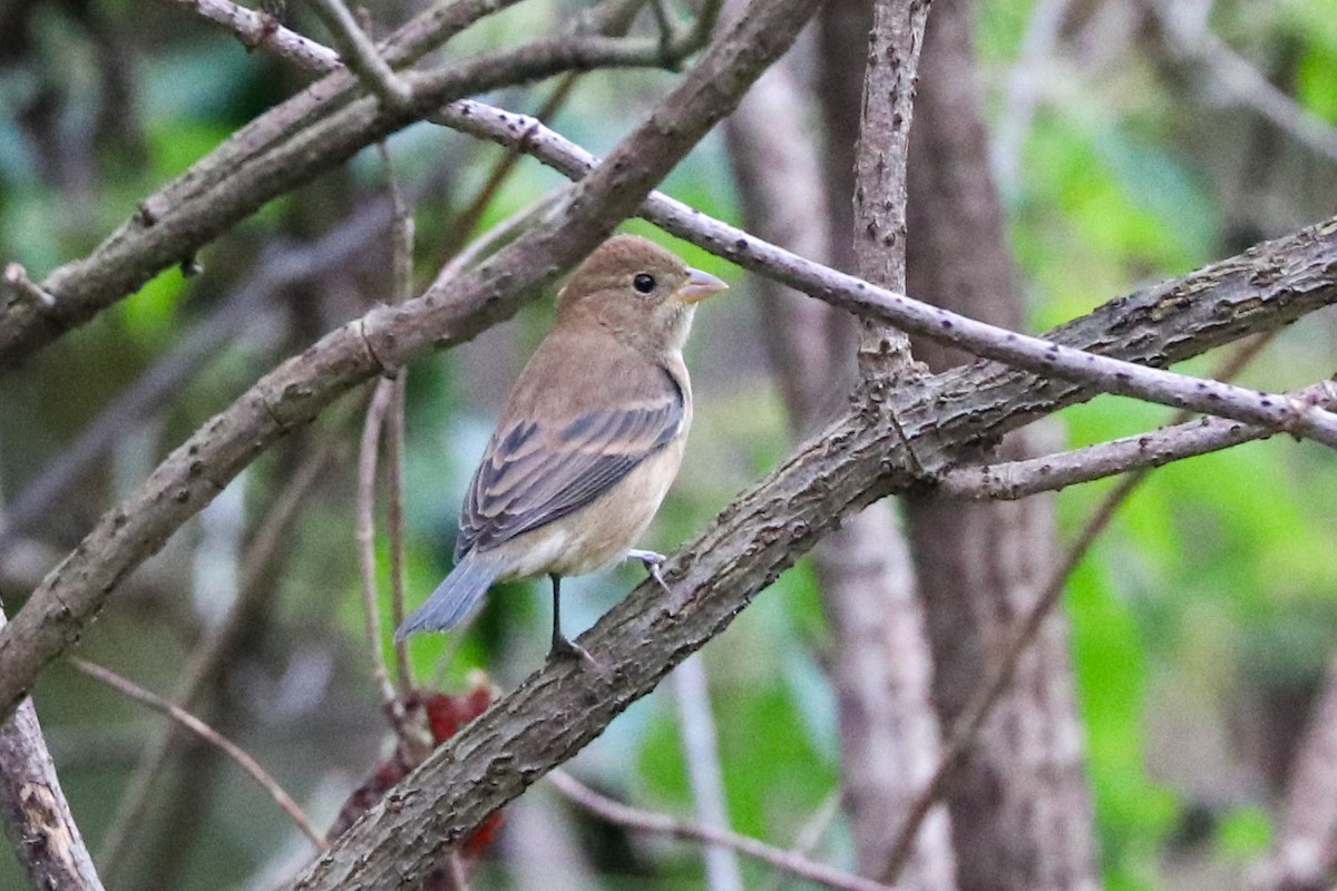 Indigo Bunting - ML642907938