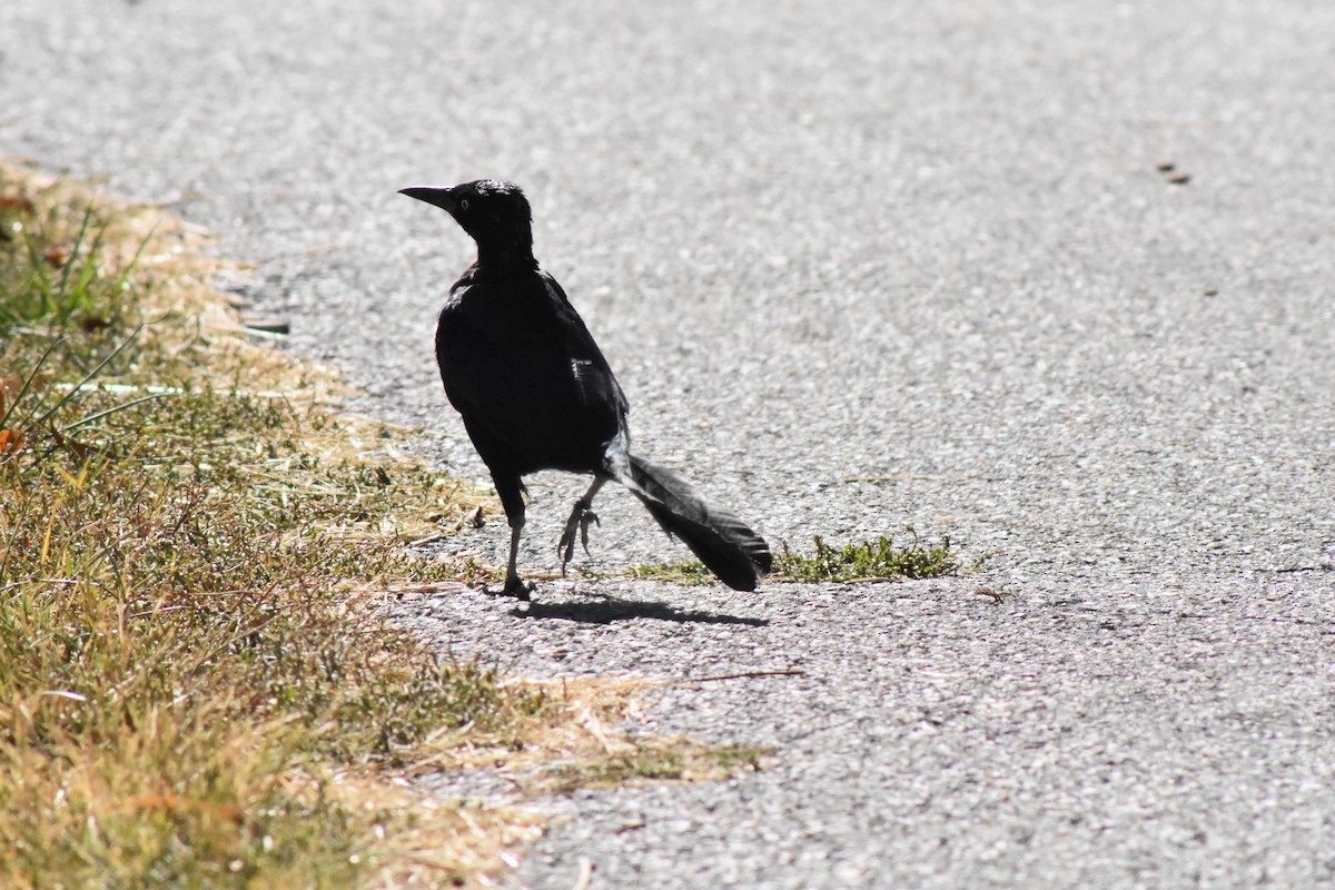 Great-tailed Grackle - ML642907951