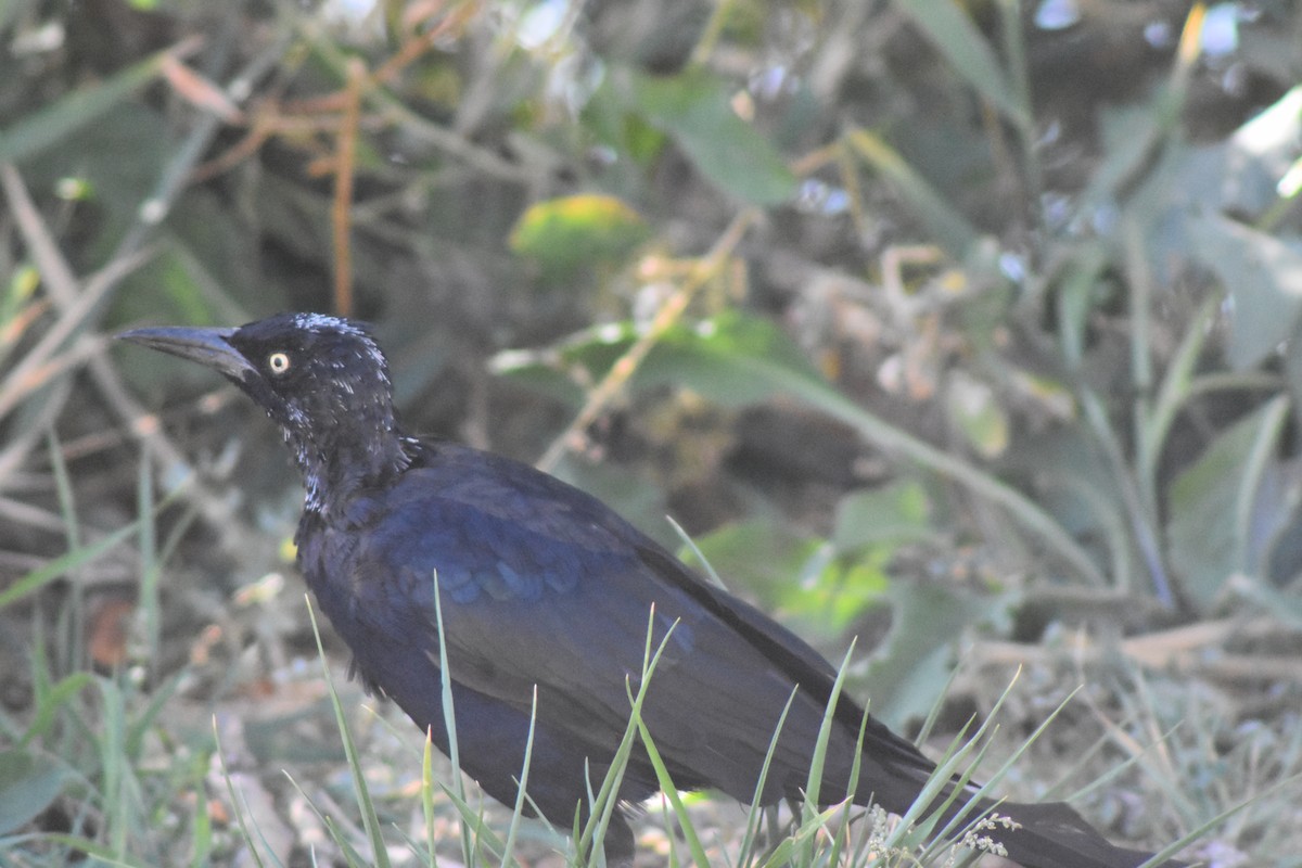 Great-tailed Grackle - ML642907952