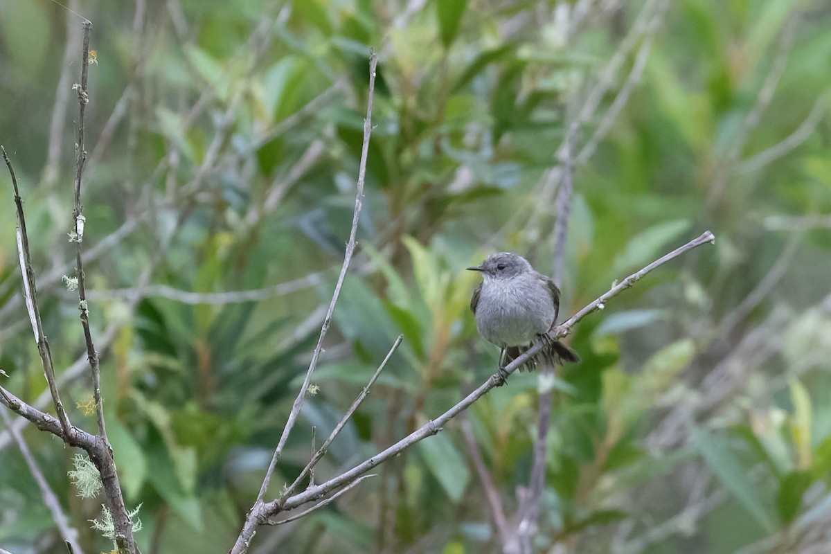Sooty Tyrannulet - ML642907954