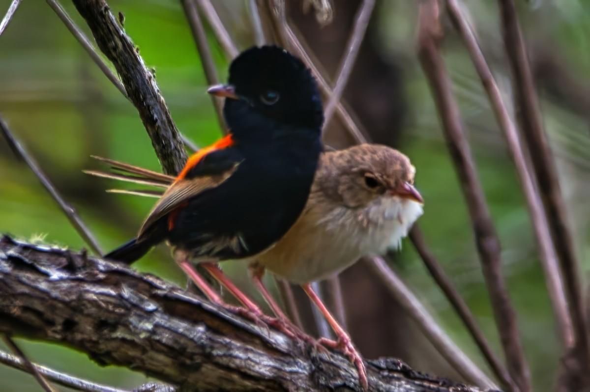 Red-backed Fairywren - ML642907955