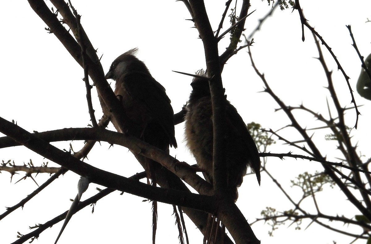 Speckled Mousebird - ML642907958