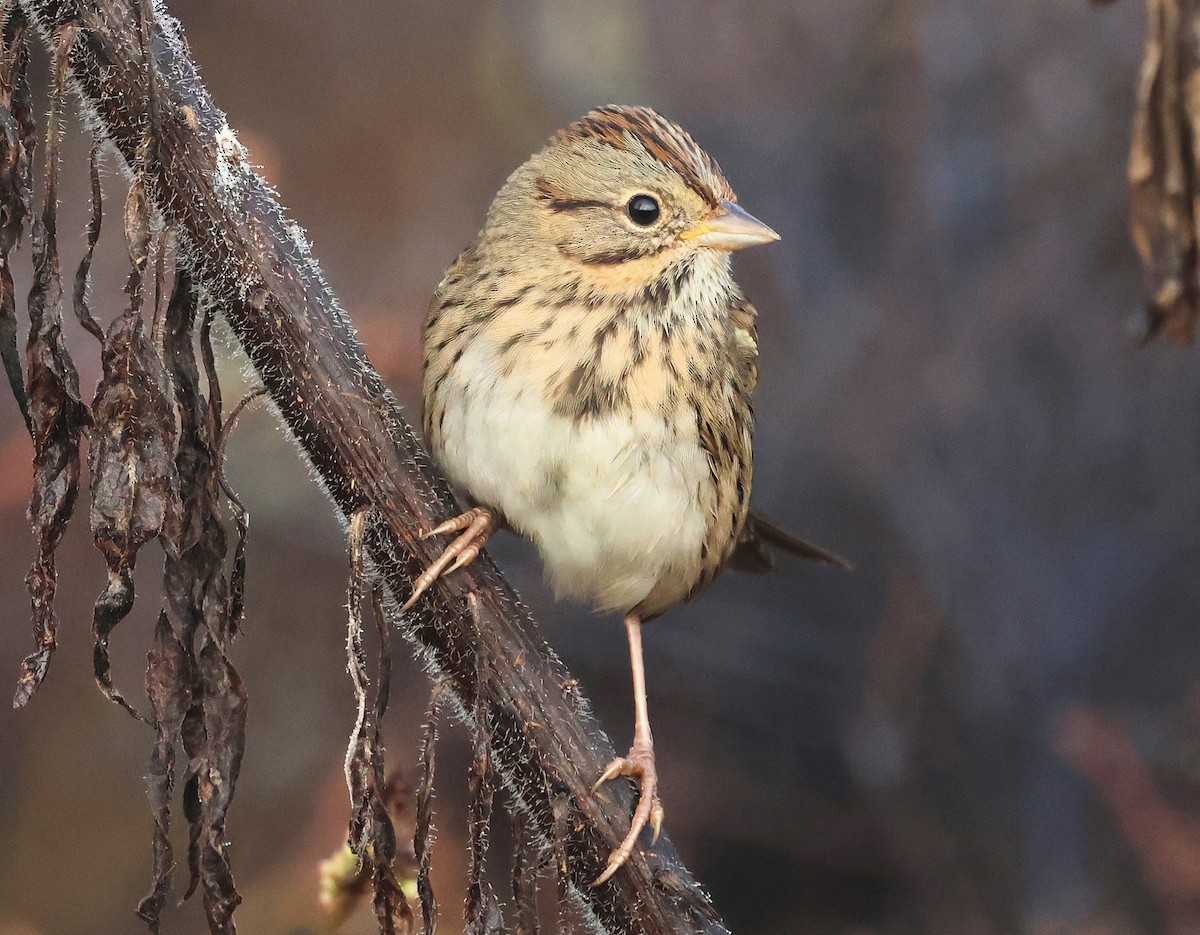 Lincoln's Sparrow - ML642907961