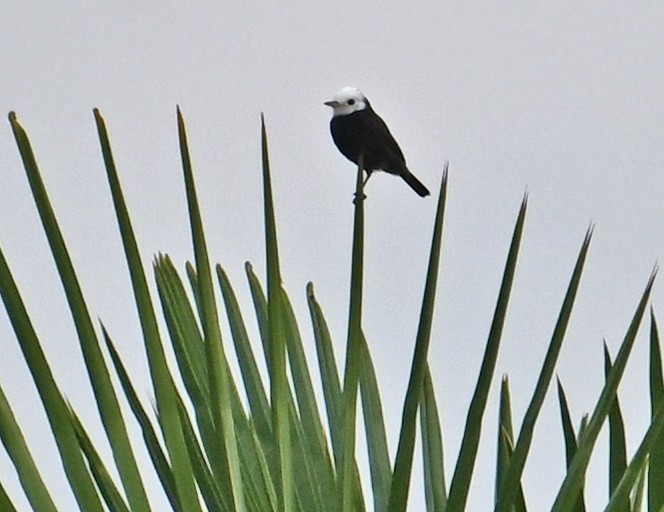 White-headed Marsh Tyrant - ML642907967