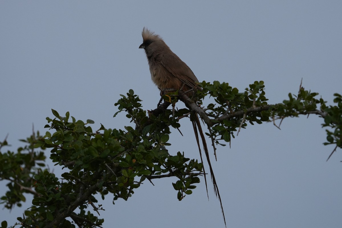 Speckled Mousebird - ML642907969