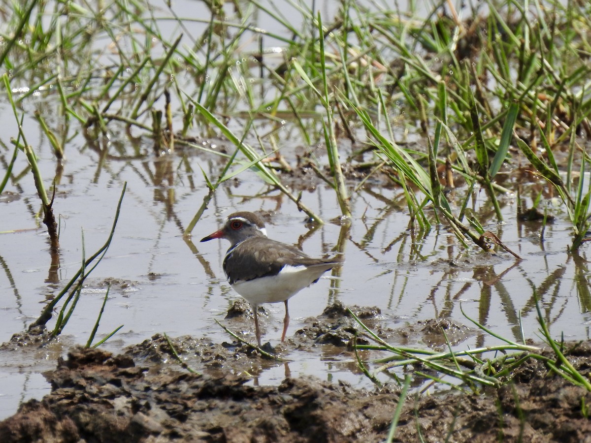Three-banded Plover - ML642907972