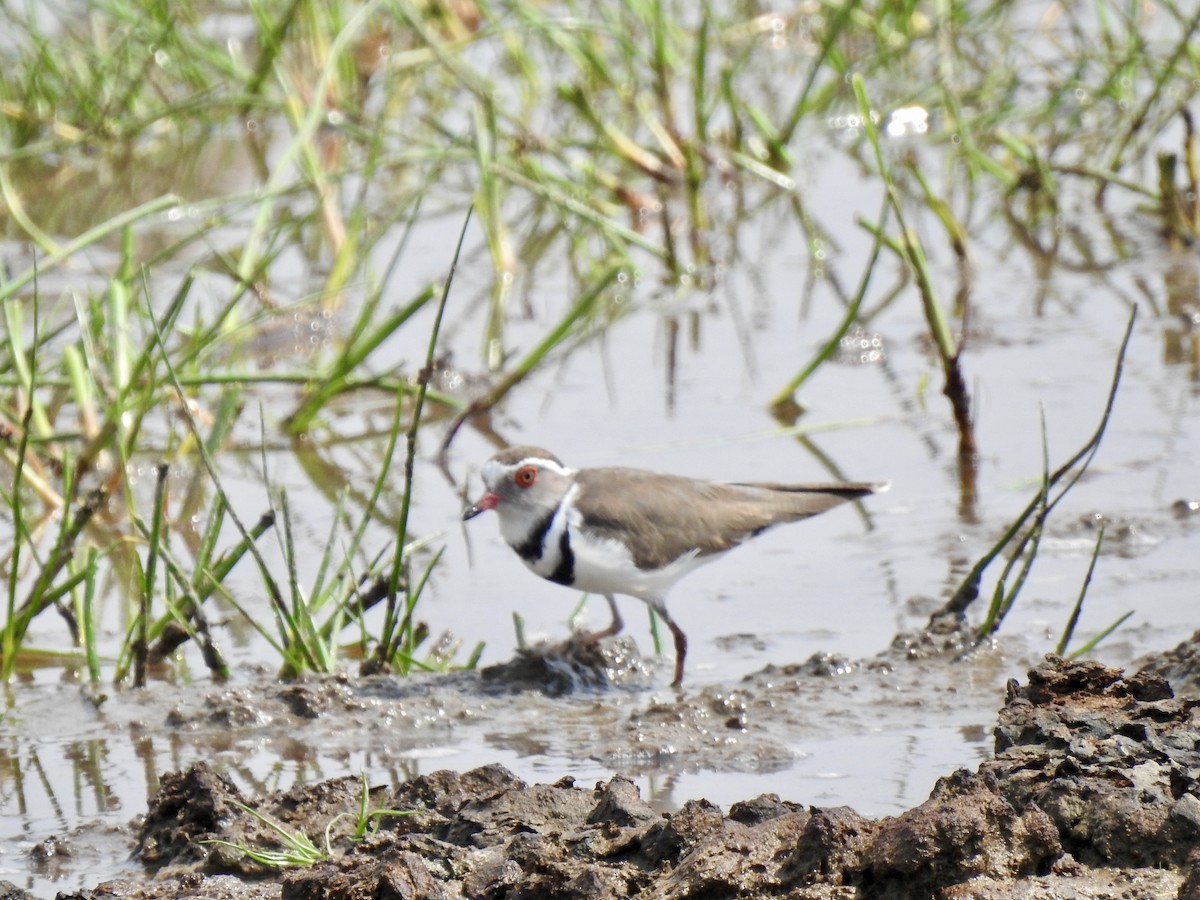 Three-banded Plover - ML642907973
