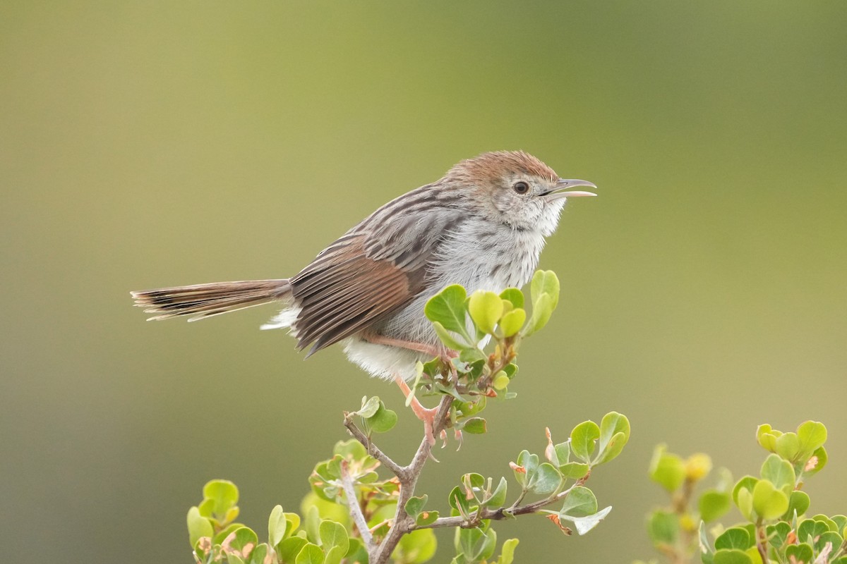 Gray-backed Cisticola - ML642907975
