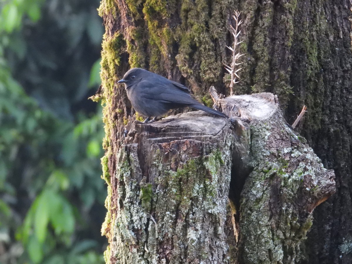 Northern Black-Flycatcher - ML642907978