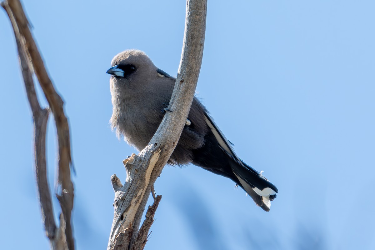 Dusky Woodswallow - ML642907979