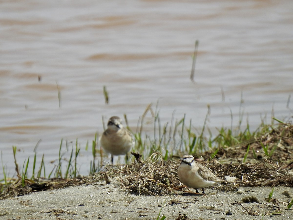 Kittlitz's Plover - ML642907982
