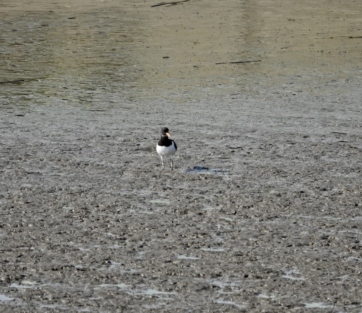 Eurasian Oystercatcher - ML642907983