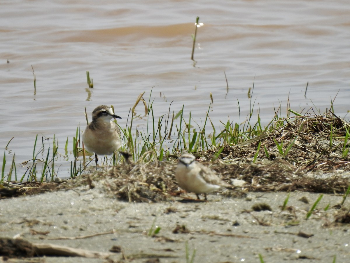 Kittlitz's Plover - ML642907985