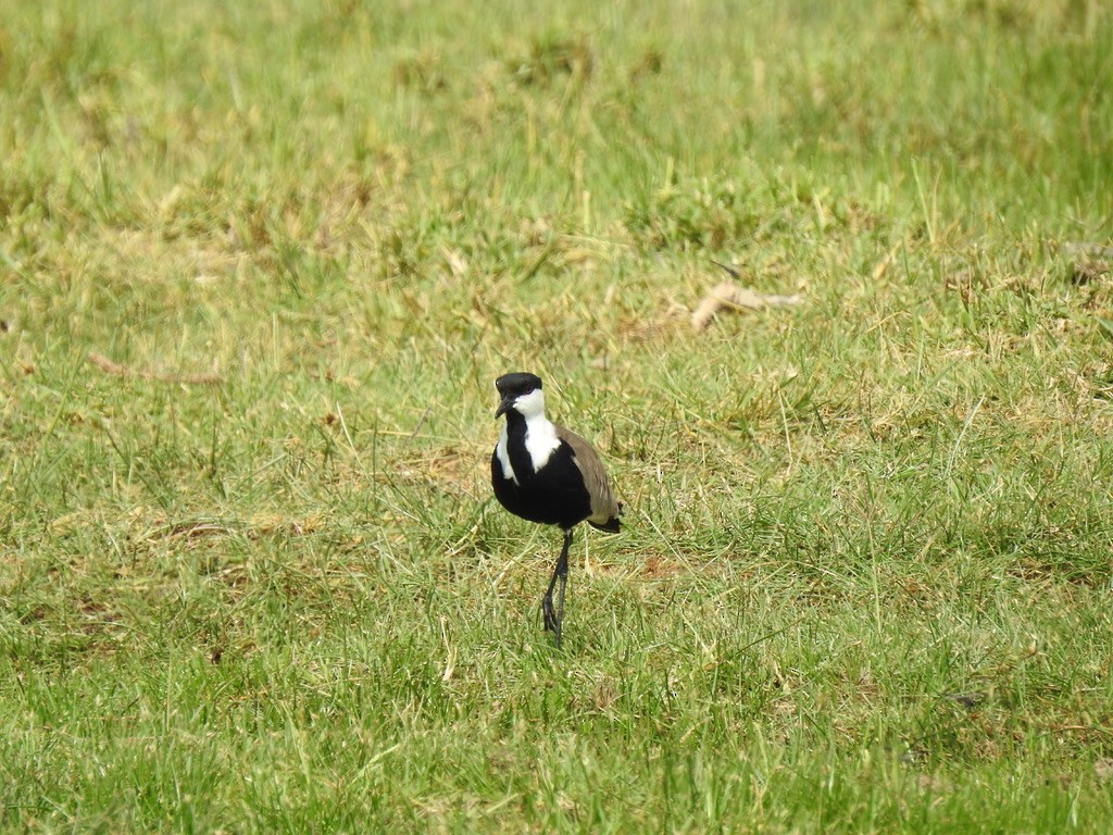Spur-winged Lapwing - ML642907988