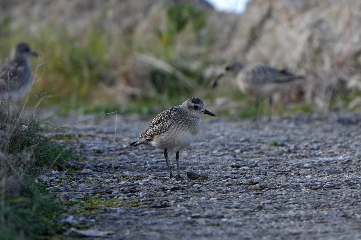 Black-bellied Plover - ML642908001