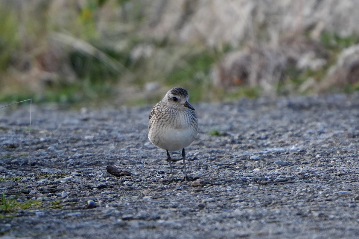 Black-bellied Plover - ML642908002