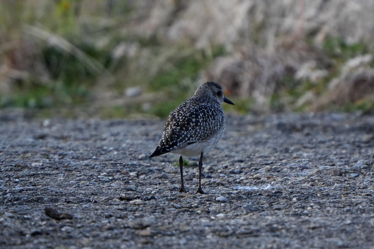 Black-bellied Plover - ML642908003