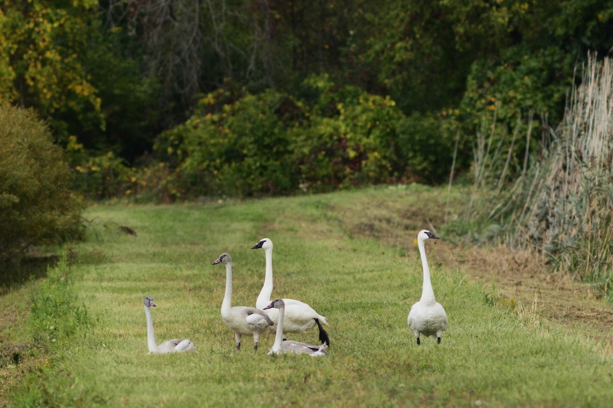 Trumpeter Swan - ML642908015
