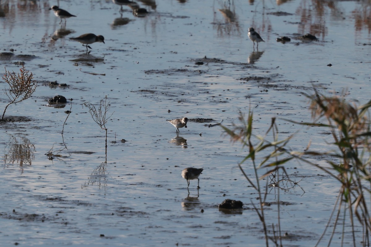 Spoon-billed Sandpiper - ML642908016