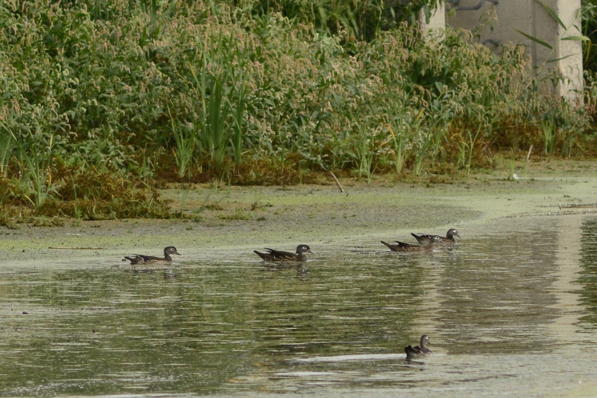Anatra sposa - ML642908023