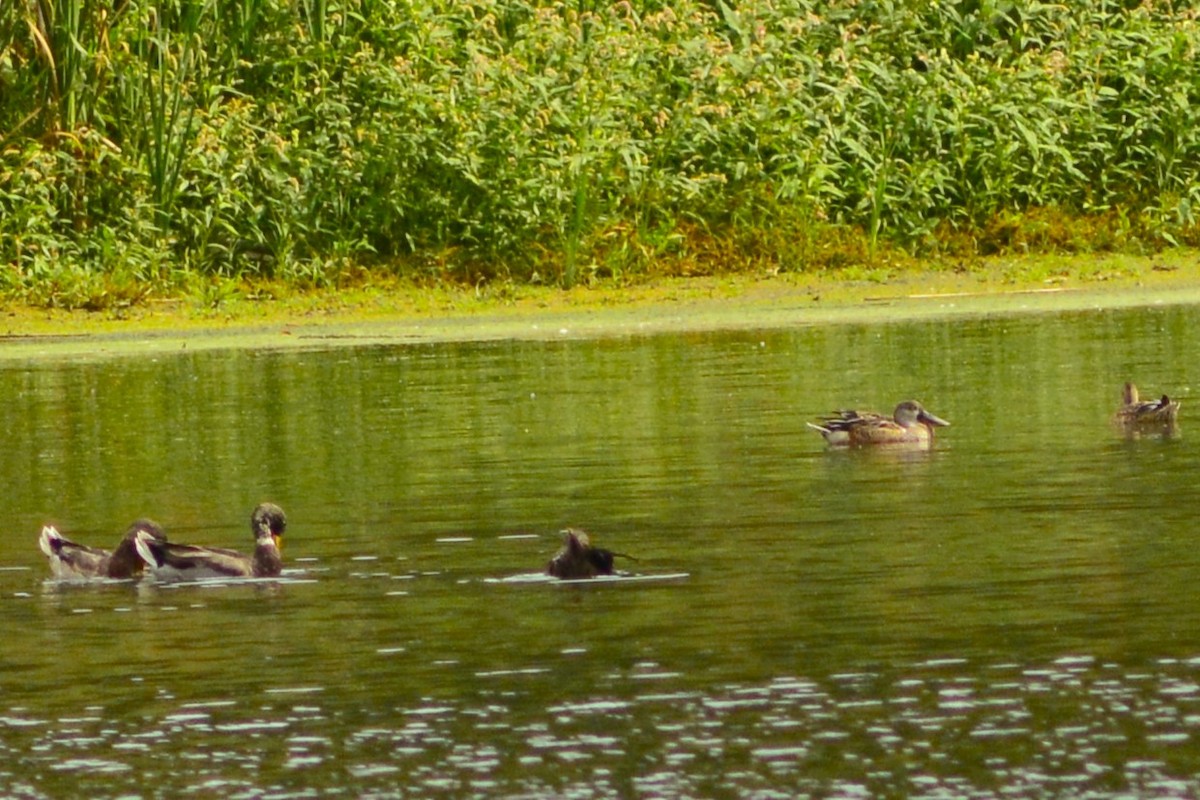 Northern Shoveler - ML642908033