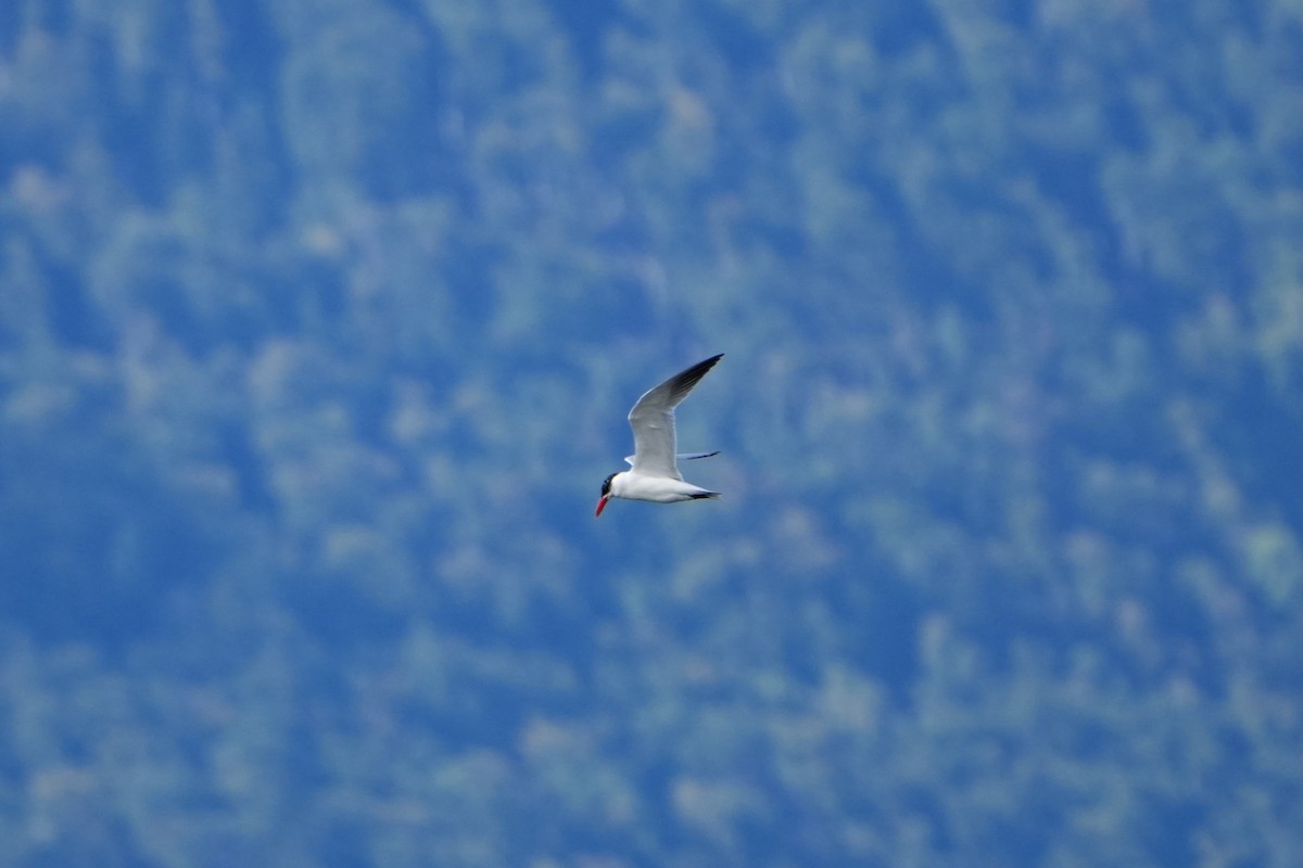 Caspian Tern - ML642908035