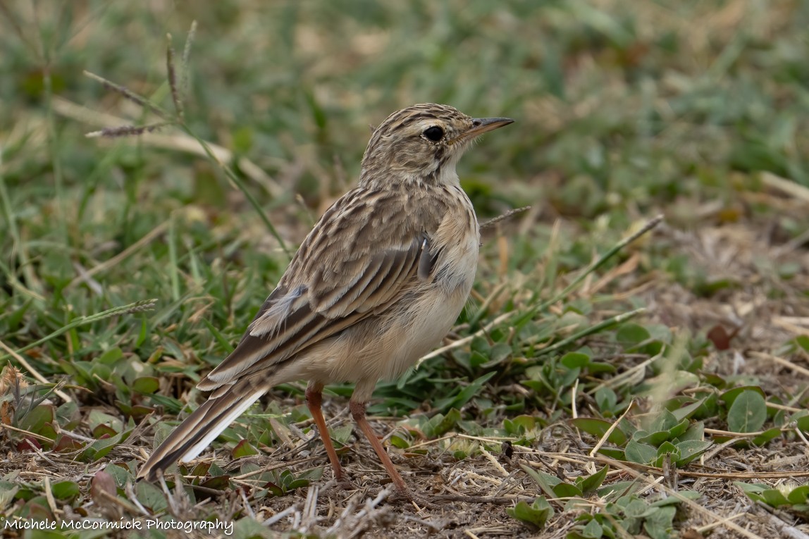 African Pipit - ML642908040