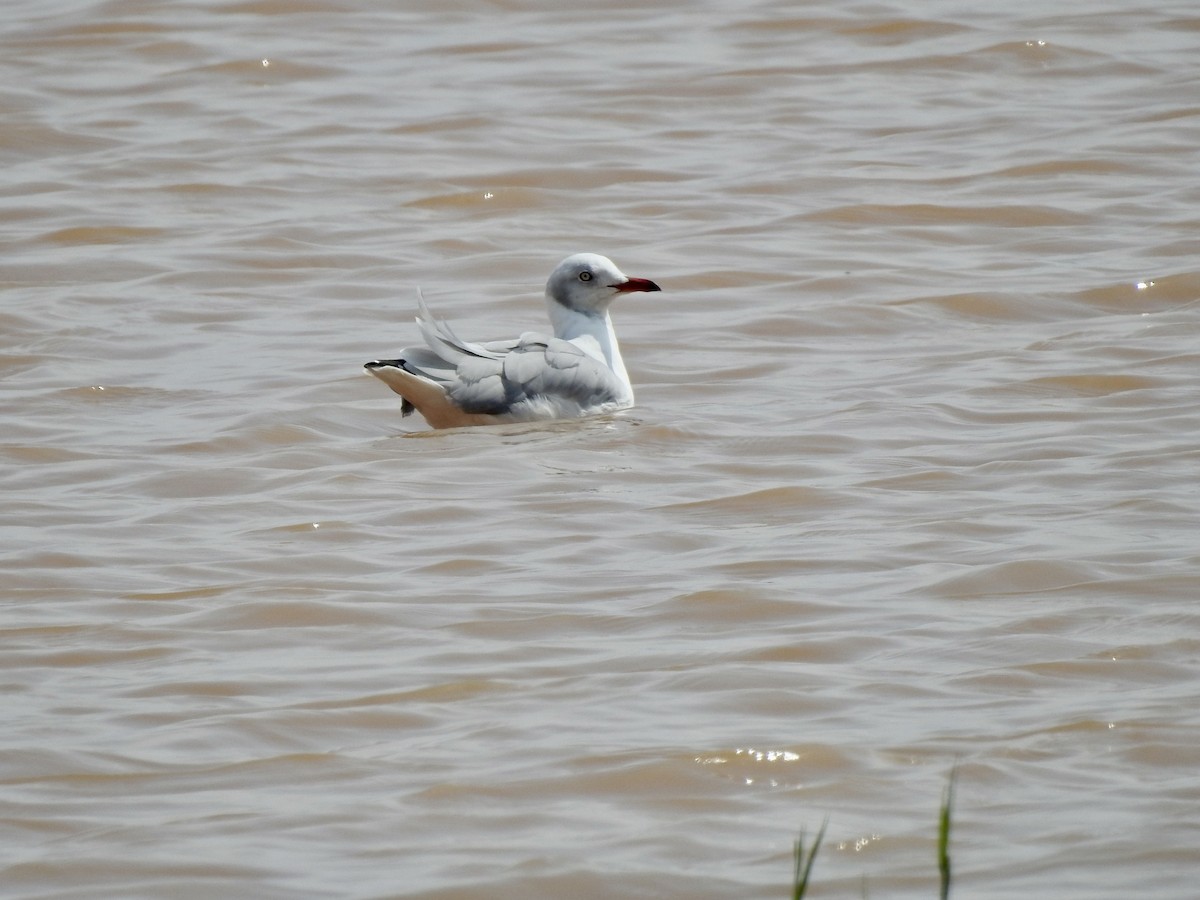 Gabbiano testagrigia - ML642908041