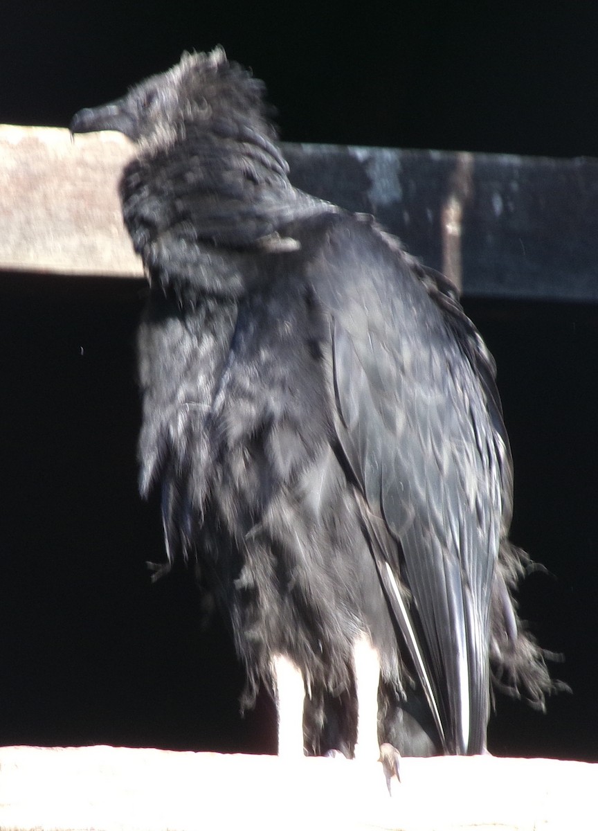 Black Vulture - ML642908042