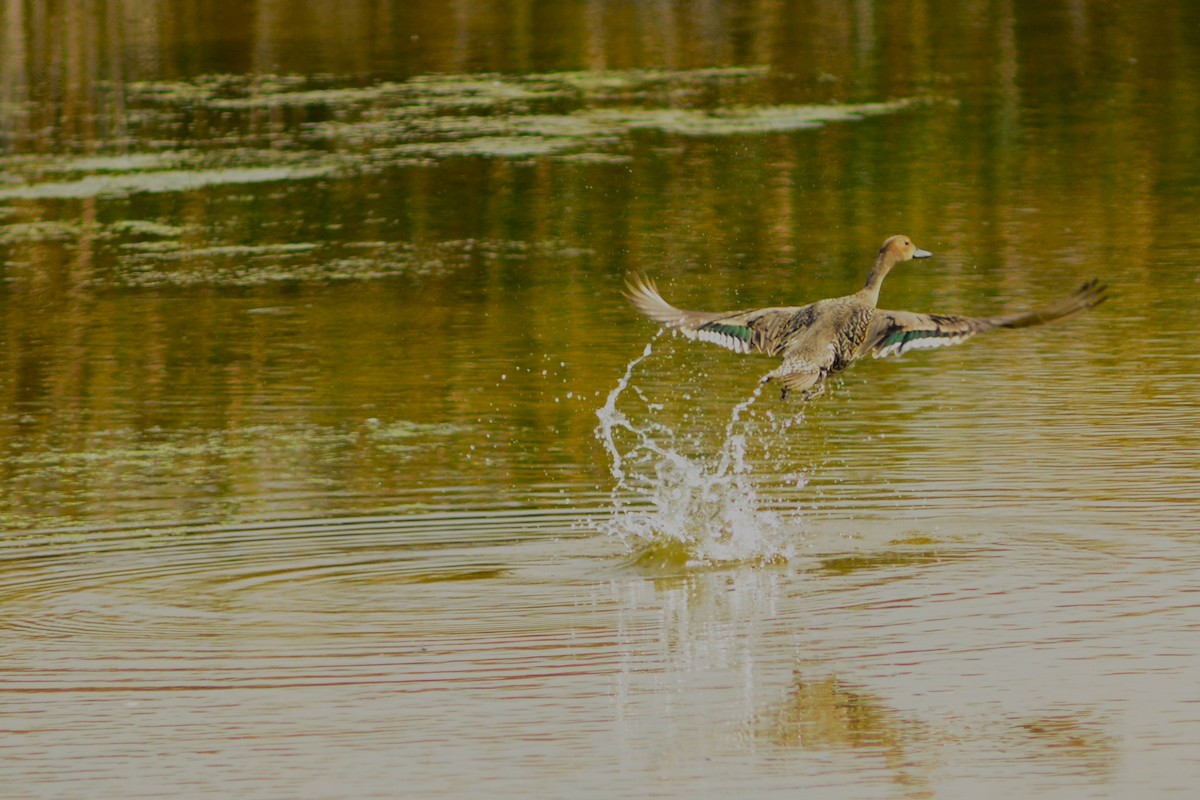 Codone - ML642908048