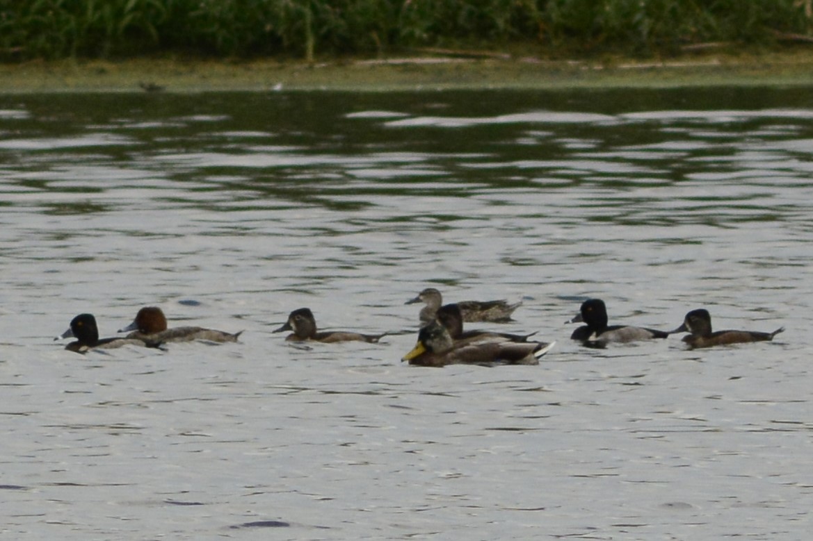 Redhead - ML642908081