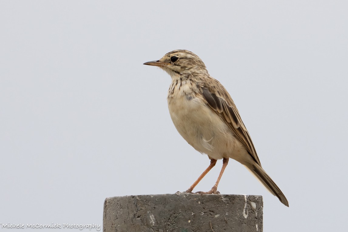 African Pipit - ML642908087